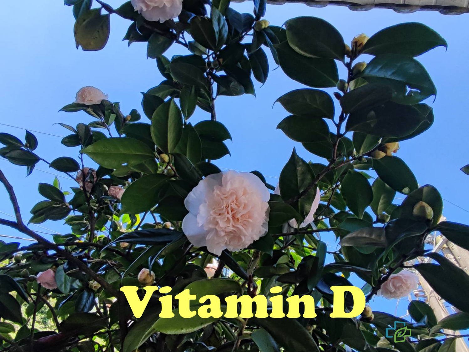 維他命D，我要補充嗎？：哪些食物富含維他命D❓如果你要從食物中攝取維他命D，可以多攝取魚類、藻類，並多喝點牛奶。但人體腸道對維他命D的吸收並不佳，光靠食物補充維他命D不太夠，若是真的缺乏不防買罐維他命D補充。